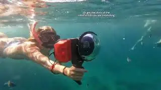 Water content creation fun with JOBY SeaPal: the safest ecosystem to never miss a shot underwater