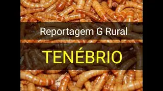 Globo Rural - reportagem sobre a larva do besouro Tenébrio (02/05/21)