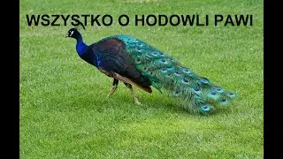 -13- ZWIERZĘTA GOSPODARSKIE: WSZYSTKO O HODOWLI PAWI, OPŁACALNOŚĆ, WYMAGANIA, PORADY