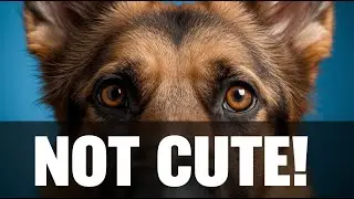 The Hidden Meaning Behind Why Your Dog Stares Into Your Eyes