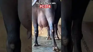 Murrah One Buffalo for Sale#cirb #hldb #jitu #dairyfarm #farming #murrah #bull #cow #buffalo #murrah