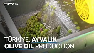 T&uuml;rkiye to boost olive oil export amid climate crisis shortages