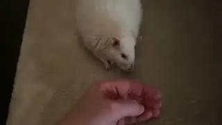 Rat with Ear Infection