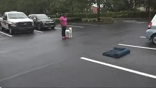 Father-daughter duo train dog with unique commands