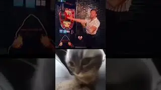 Chipi Cat #4 #cat #chipi #chapa #shorts #meme #music