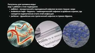 Спирохеты