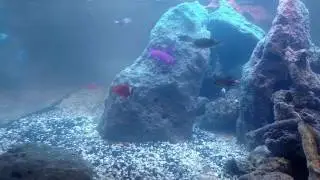 Black Cap Basslet Spawning Display