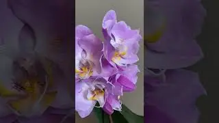 Phal. Pink Lady (peloric) #orchid #обзорорхидей #орхидеибабочки #орхидеимутанты #tulip #обзорорхидей
