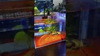 Just Fish, Just Peace #calmaquarium #fishwatching #aquariumshorts