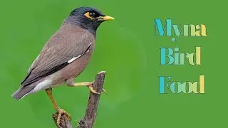 Myna Bird Food Explained | Natural & Urban Diet