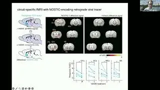 OHBM 2025 | Symposium | Alan Jasanoff | Brain-wide analysis of functional and physical connectivit&hellip;