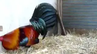 Mclean Hatch