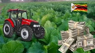 How Much Money A Farmer Can Make Growing 1 Hectare Of Tsunga In Zimbabwe
