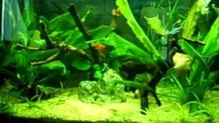 Gamberetto in acquario