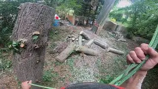 Removing a dangerous hung/heaved lime tree ( UK tree surgeon ) Tom cave