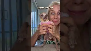 DAME UN GRRR PINSCHER #pets #petsfofinhos #lol #meme #dogs