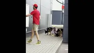 Doggie's birthday is a joy no matter where #shorts #short #kindness