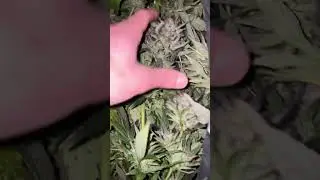 Harvesting uk outdoor wedding cake guerrilla grow. #plants #cannabisheals #cannabisdaily #outdoors