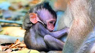Primate monkey.../Adorable little baby what's wrong​​.?.../Superb life baby.../Nice clip