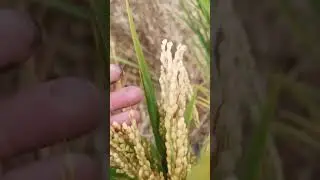 UNIGROW microbe have achieved very good results in planting rice on saline alkali land,18922956602