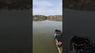 Sometimes the fish wins! Straighten the hook! #kayakbassfishing #bassfishing #dropshot #ownerhooks