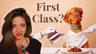Dogs Are First Class Citizens Now?