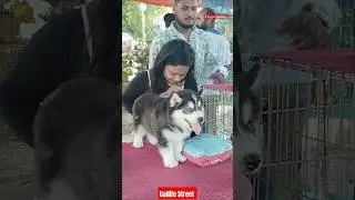 Pat Market Kolkata /lowest price puppy dog/Gallif Street dogs/dog market kolkata