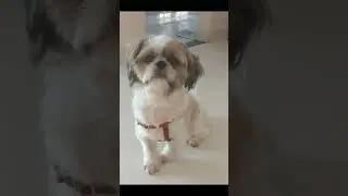 Money can buy you a fine dog, but only love can make him wag his tail. Pet home boarding.🏘️