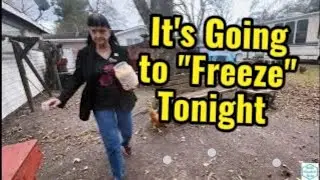 Getting Ready for the Freeze Ep244 Backyard Chickens and Rabbits