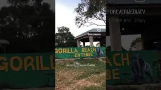 Enjoy & have fun with family/friends at Gorilla beach Entebbe. #gorilla #beach #beachlife #tourism