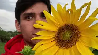 🌻 Como plantar girasoles 🌻, desde semilla a flor