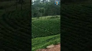 Ceylon Tea Estate | The Best | #ceylontea #ceylon #teaestates #tranding #viral #natural #srilanka