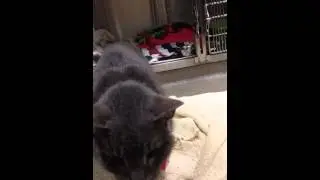 Wolverine is walking!