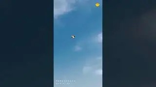 Teera |  #patangbazi #basant #kiteflying #blackkite #outdooractivity #bird
