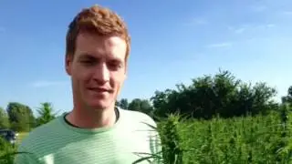 CBD rich industrial Hemp Harvest.