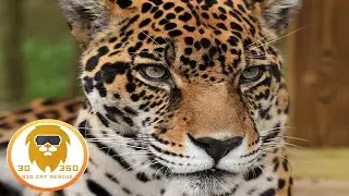 PART 2: Slow motion Big Cats in 3D 180VR!
