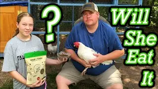 Giving the Chickens a Very Special Treat - Grub Terra Black Soldier Fly Larvae
