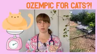 New developments for weight loss in 2026 for obese cats - REAL talk from veterinarian 