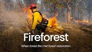 Fireforest: When Forest Fire Met Forest Restoration