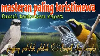 Masteran istimewa paling rapat 🔥🔥 jingjing petulak platuk Sampit dan cungko