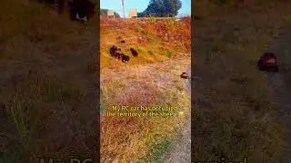 RC Jeep TROLLS a Flock of Sheep!😂 #rccar #rc #rcoffroad #rcjeep4x4offroad #rchobby #youtube
