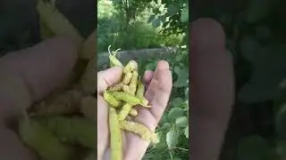 White and Black Long Pakistan Mulberry - Shahtoot - Morus macroura - Engineer Ka Bagh