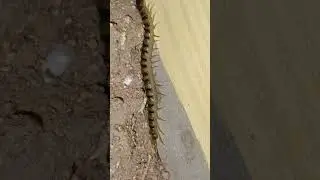 📍 #song #insects #insects #funny #nature #ekmotahathighumechala #animals #dangerous