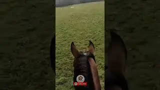 Wolf Attacks Sheep&hellip; Horse Saves It! 🐺🐑🐎 #shorts