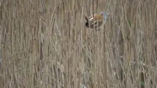 Bearded Tit RSPB Minsmere