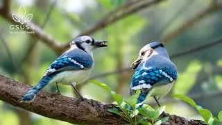 10 Hours of Bird Chirps &ndash;Soothing Forest Birds for Deep Sleep & Meditation - Nature Sounds