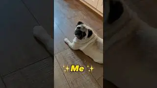 Bella Is Simply Amazing #shorts #funny #dog #pug