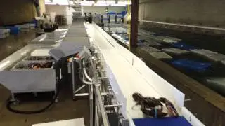 Greenhead Video 5