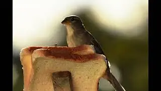 Pauk&scaron;tuku fotosesija  ir Gamta 📽🐦🦥🦅🐦  Ačiu kad žiūrėjote