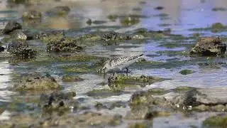 Spoon-billed Sandpiper / Calidris pygmaea / 2025-10-02, Jeju, Korea